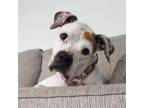 Adopt Zoey a Boxer, American Staffordshire Terrier