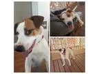 Adopt Abby a Pit Bull Terrier