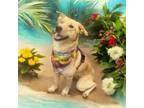 Adopt Clover a Labrador Retriever