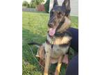Adopt Jade a German Shepherd Dog