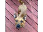 Adopt Lucy a Dachshund