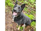 Adopt Cupid a German Shepherd Dog