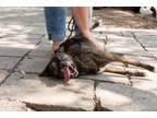 Adopt Callie a Plott Hound, Boxer