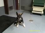 Adopt Brooke a Husky