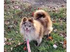 Adopt Belle a Pomeranian