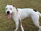 Adopt Fried Rice a Pit Bull Terrier