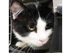 Adopt Dobbi a Domestic Short Hair