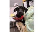 Adopt Tank a German Shepherd Dog, Mixed Breed