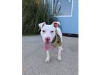 Adopt Tigger a Pit Bull Terrier, Mixed Breed