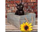 Adopt Mystic a Domestic Short Hair