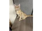 Adopt Bucky a Domestic Short Hair, Tabby