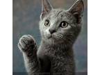 Adopt Rocco a Domestic Short Hair