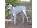 Adopt Linus a Australian Cattle Dog / Blue Heeler