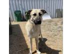 Adopt Chicken a German Shepherd Dog