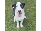 Adopt Austin a Australian Cattle Dog / Blue Heeler