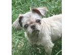 Adopt Gordo Low Fee! a Shih Tzu