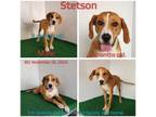 Adopt Stetson a Hound, Mixed Breed