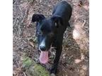 Adopt Shilo a Mixed Breed