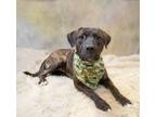 Adopt Angus a Terrier, Labrador Retriever