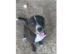 Adopt Maxwell a Mixed Breed
