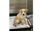 Adopt Crixus a Mixed Breed