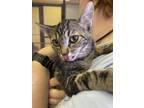 Adopt Bayou a Domestic Short Hair