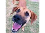 Adopt Luffy a Labrador Retriever