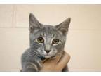 Adopt Maverick a Domestic Short Hair, Tabby