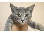 Adopt Iceman a Domestic Short Hair, Tabby