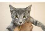 Adopt Goose a Domestic Short Hair, Tabby