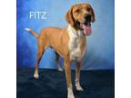 Adopt Fitz a Labrador Retriever