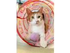 Adopt Oliver a Tabby