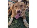Adopt Dynamite (KSAR) a Golden Retriever, Afghan Hound