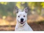 Adopt Bonboncito a Pit Bull Terrier