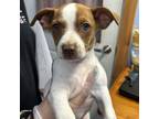 Adopt Wishbone a Mixed Breed