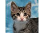 Adopt Two-Bit a Domestic Short Hair