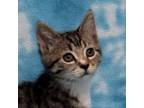 Adopt Ponyboy a Domestic Short Hair