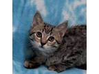 Adopt Soda Pop a Domestic Short Hair