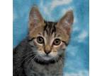 Adopt Johnny a Domestic Short Hair
