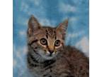 Adopt Stinger a Domestic Short Hair