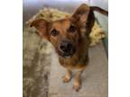 Adopt Bennett a Shepherd, Mixed Breed