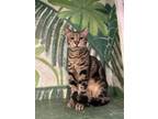 Adopt Papas a Domestic Short Hair