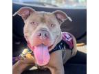 Adopt King Charles a Pit Bull Terrier