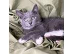 Adopt Dr. Baby a Domestic Short Hair