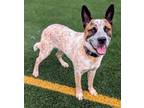 Adopt Dixon a Australian Cattle Dog / Blue Heeler