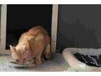 Adopt Archie a Tabby, Domestic Short Hair