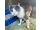 Adopt Niko a Domestic Short Hair