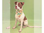 Labrador Retriever DOG FOR ADOPTION RGADN-1323594 - Betty Boop - Labrador