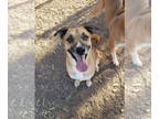 Boxer Mix DOG FOR ADOPTION RGADN-1323598 - Chloe - Shepherd / Boxer / Mixed