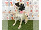 Pug Mix DOG FOR ADOPTION RGADN-1323603 - Hayden - Pug / Mixed (short coat) Dog